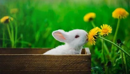 开云体育app入口下载官网——开启体育世界的官方入口